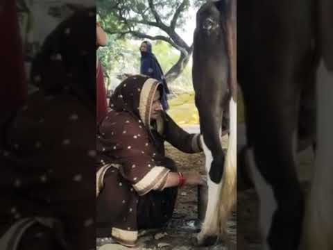 desh mere || youtube shorts ||youtube viral shorts ||full video on my channel ||@ADR vlogs