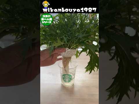 スタバカップde水菜の水耕栽培！切ってもまた生えてきます！ #家庭菜園