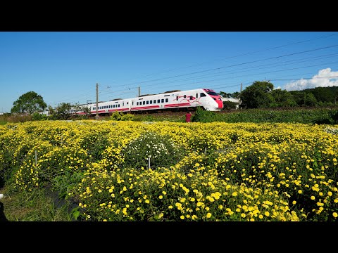 苗栗銅鑼2024杭菊芋頭節,追火車最佳點,Miaoli Tongluo Chrysanthemum Toro Festival_20241124