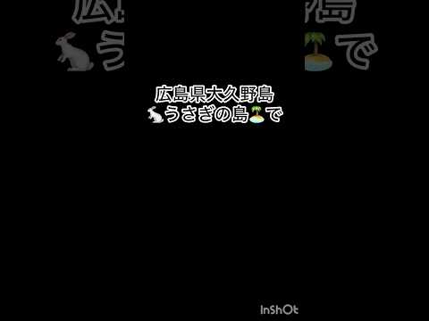 うさぎの島で77羽のうさぎが亡くなりました。身勝手な動機の人間に蹴りこ◯されてしまいました。信じていた人間なのに、、、苦しくて怖かっただろう、、、#うさぎ #大久野島 #うさぎのいる暮らし