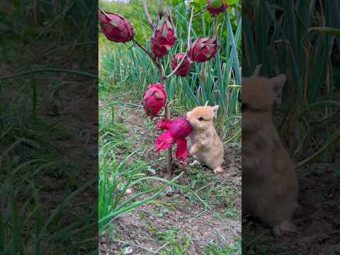 Snack Time Shenanigans: Mischief Bunny Enjoys Every Bite! #cute #rabbit #animals #shorts #trending