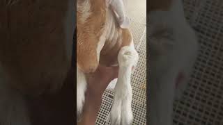 sa mga gus2ng bumili ng kambing R-j FARMSan antonio narvacan ilocos sur Sitio cabatu#09265136546