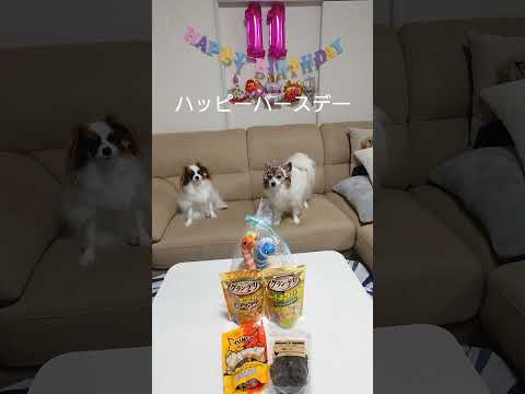 11歳を迎えたパピヨン犬 #記念日 #パピヨン #バースデー