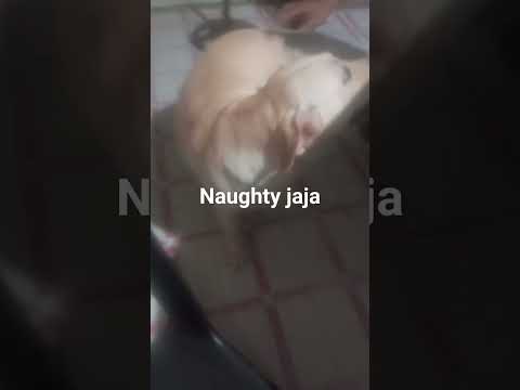my naughty jaja #dog #doglover