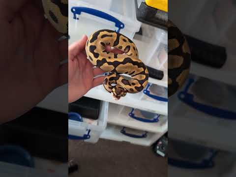 Ball Python Ready To Strike! #ballpython #ballpythonsnake #reptiles