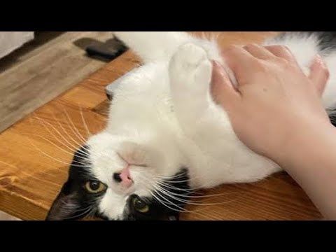 🐱🐽「この人がいい！」譲渡会でバッグにすべり込んだ子猫　家族を亡くし、飼い主が流した涙をそっと拭った