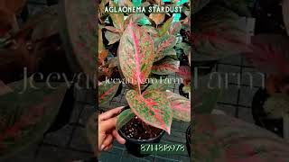 Healthy Aglaonema stardust available #aglaonema #stardust #plantforsale #plantcare #gardening