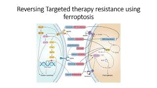 Reversing Targeted therapy resistance using ferroptosis #Code: 485