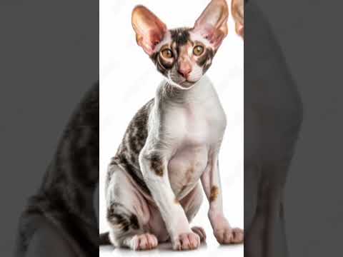 10 Smallest cat #Short #Smallestcat #Cat #Smallpet