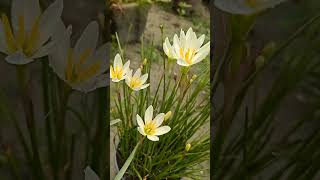 🌸 #rainlilyflower #flowers #flowergarden #florals #igaddict #igflowers #ig #beautifulflowers #nature