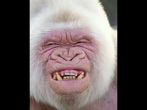 Snowflake White Gorilla #short #whitegorilla #Albinoanimal