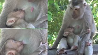 Monkey feeding her baby