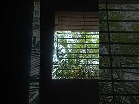 morning bliss #youtubeshorts #shorts #youtube #morning #nature #love