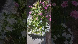 Meu jardim florido #flores #vincas #jardimflorido