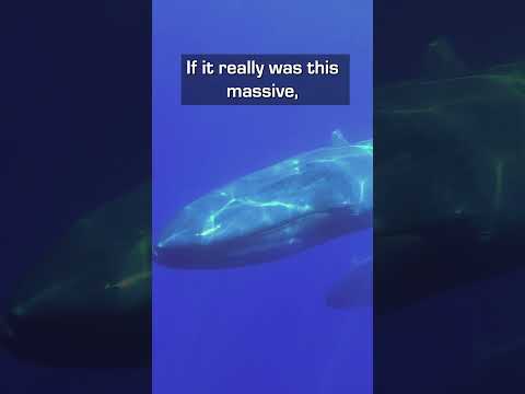Was This Prehistoric Whale Really Bigger Than A Blue Whale?