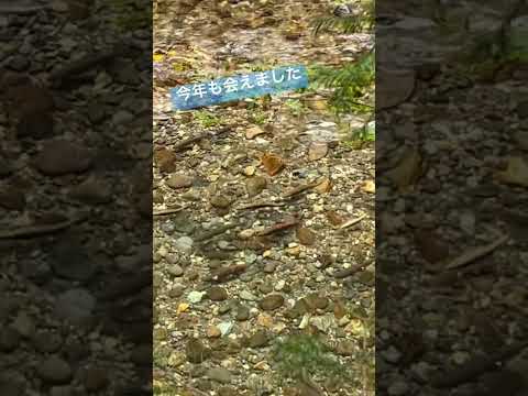 サクラマスたちの遡上を見た！ #渓流釣り♯サクラマス♯遡上♯札幌近郊♯北海道