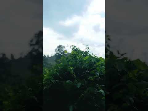 ගිමන් හරින දියඹ දිගේ😩🥺❤️... #සොබාදහමෙ අපූරුව #travel