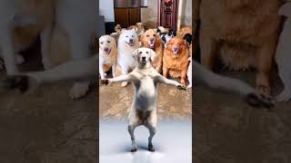 dog funny performance 😂🐶 #shorts #dance