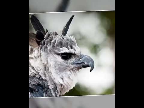 Harpy Eagle is most beautiful #short #harpyeagle #harpy #Brids