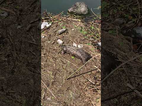 【閲覧注意】蝶々って肉食だっけ？動物の死骸にハエと一緒に集る蝶々 #shorts