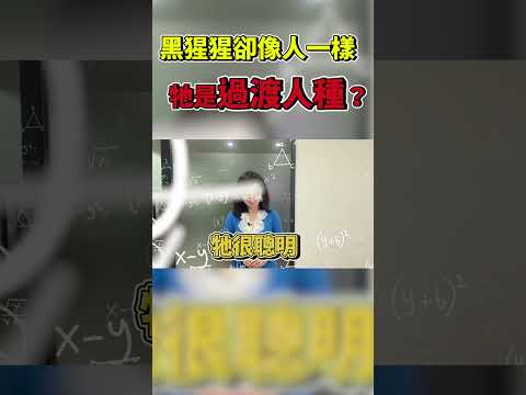 過渡人種？這隻黑猩猩臉蛋超像人 也會行走、喝咖啡？曉菁主播JudyVlog#Shorts