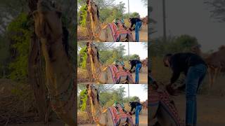 #terendingsong #vairalvideo #camel_racing #RRR.#rajasthan