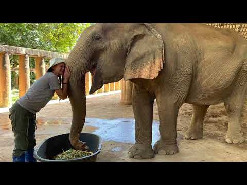 "Jai Dee" A beloved rescued Elephant
