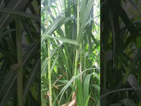 Super Napier Grass Seeds RP Farms Palani