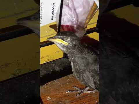Saving baby bird from hungry cats🥺