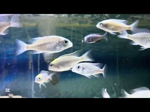 Lethrinops Yellow Collar ‘lion cove’ and Copadichromis Colony.