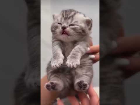 Cute kitten ❤️‍🔥#shorts #cat #funnuanimals #funny #catvideos