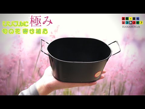 シンプルに極み【ビオラ・アリッサム・アイビー】旬の花【寄せ植え】自分だけの【ガーデニング】植え方・育て方・園芸
