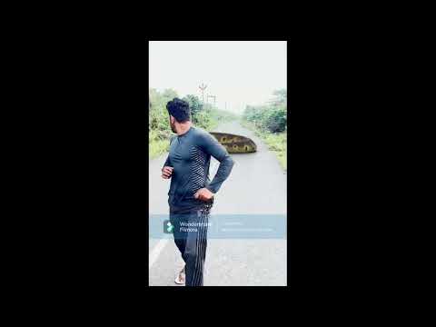 Anaconda vs Python: The Ultimate Snake Showdown!