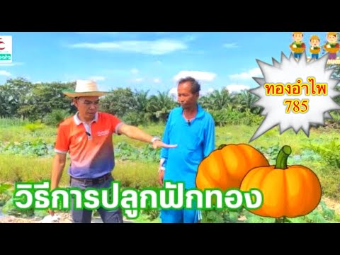 ปลูกฟักทองพันธุ์ทองอำไพ785 | ลูกโตเนื้อแน่น ขายง่ายได้ราคาสูง #ทองอำไพ785 #ฟักทอง #ฟักแฟง