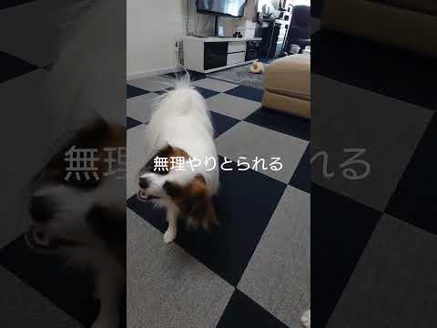 飛び跳ねるほど好きなおやつがコレ #犬のおやつ  #パピヨン #多頭飼い