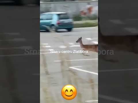 srna u centru zlatibora
