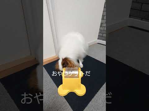 回せば出てくるおやつが楽しい #知育玩具 #パピヨン #犬のおもちゃ