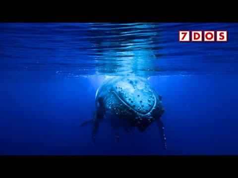 Whale Song Has a Human Language-Like Structure