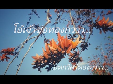 โอ้เจ้าช่อทองกวาว... (บทกวีศรีทองกวาว)