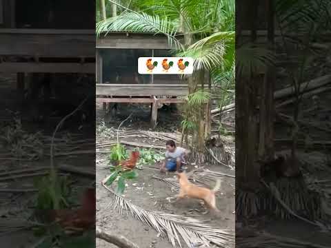 #cute  #chicken #support #subscribe #follow #money #reels #viral #fyp #automobile #tiktok #viral