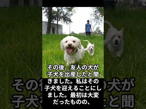 私が犬を飼うきっかけとなった出来事の話 #shorts