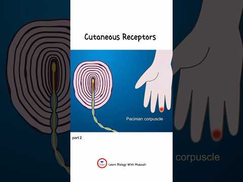 Cutaneous Receptors | part 2