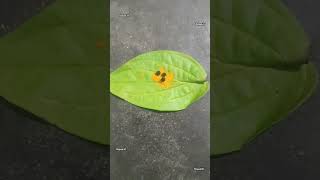 Remedy to drive away evil spirits #anmeegam #astrology #parigaram #deivegam #god #tamil #ytshorts