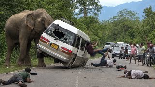 Top 5 Wild Elephant Attacks on Vehicles | Shocking Real Road Encounters in Sri Lanka