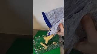 Simple Poutine Recipe