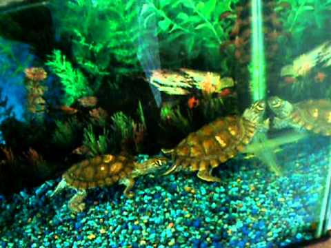 Turtles at Lilac House 4/17/10