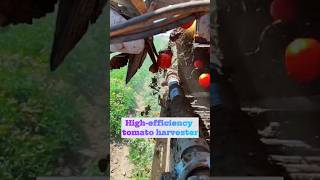 High-efficiency tomato harvester#tomatoharvester#farming#agriculture#harvesting#machines