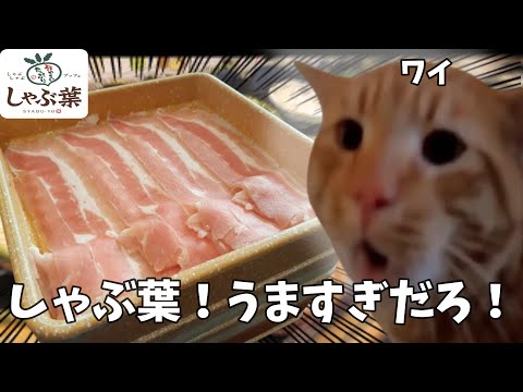 【食べ放題】初めてしゃぶ葉でランチを食べた話　#猫ミーム #猫マニ