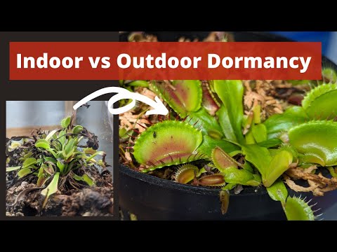Easy Guide to Venus Flytrap Dormancy - Achieve Dormancy Anywhere