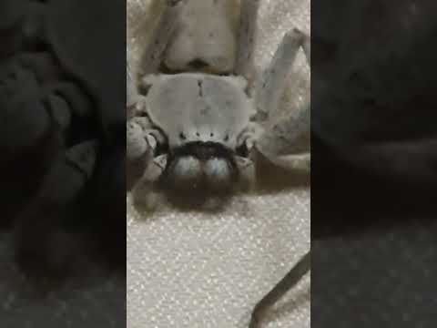 Huntsman Spider Australia pt. 7 #huntsman #spider #australia